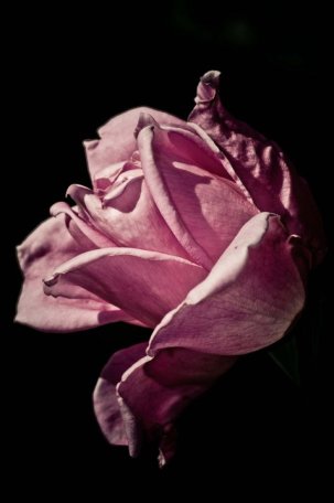 247818_10150336971691110_815866109_9859706_1429625_n